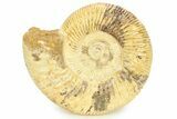 Polished Jurassic Ammonite (Perisphinctes) - Madagascar #290779-1